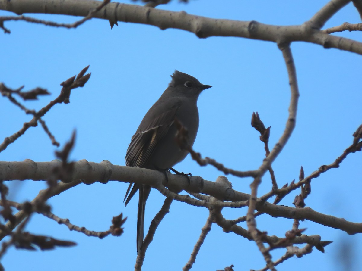 Townsend's Solitaire - ML609957214