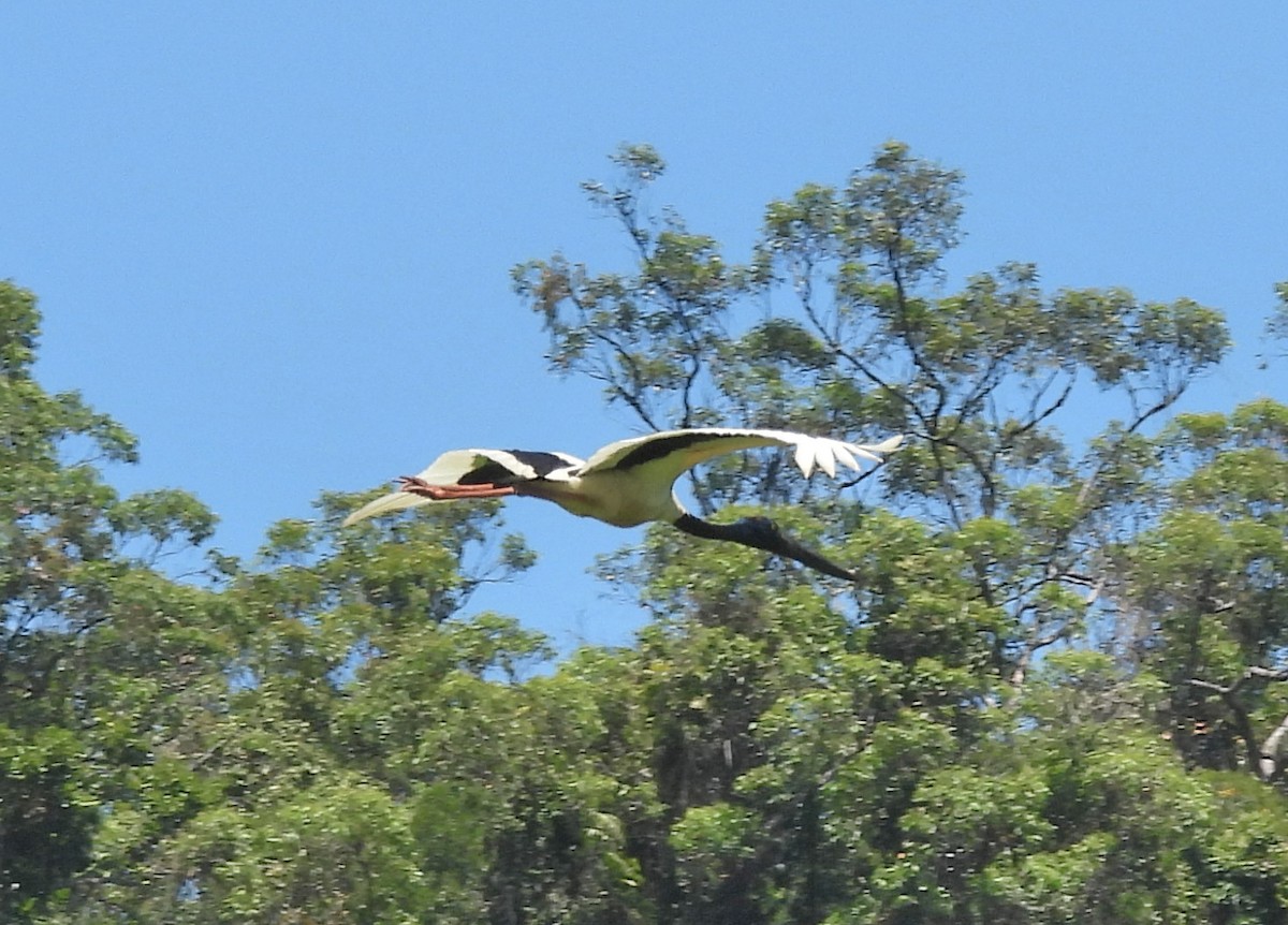 Black-necked Stork - ML609957550