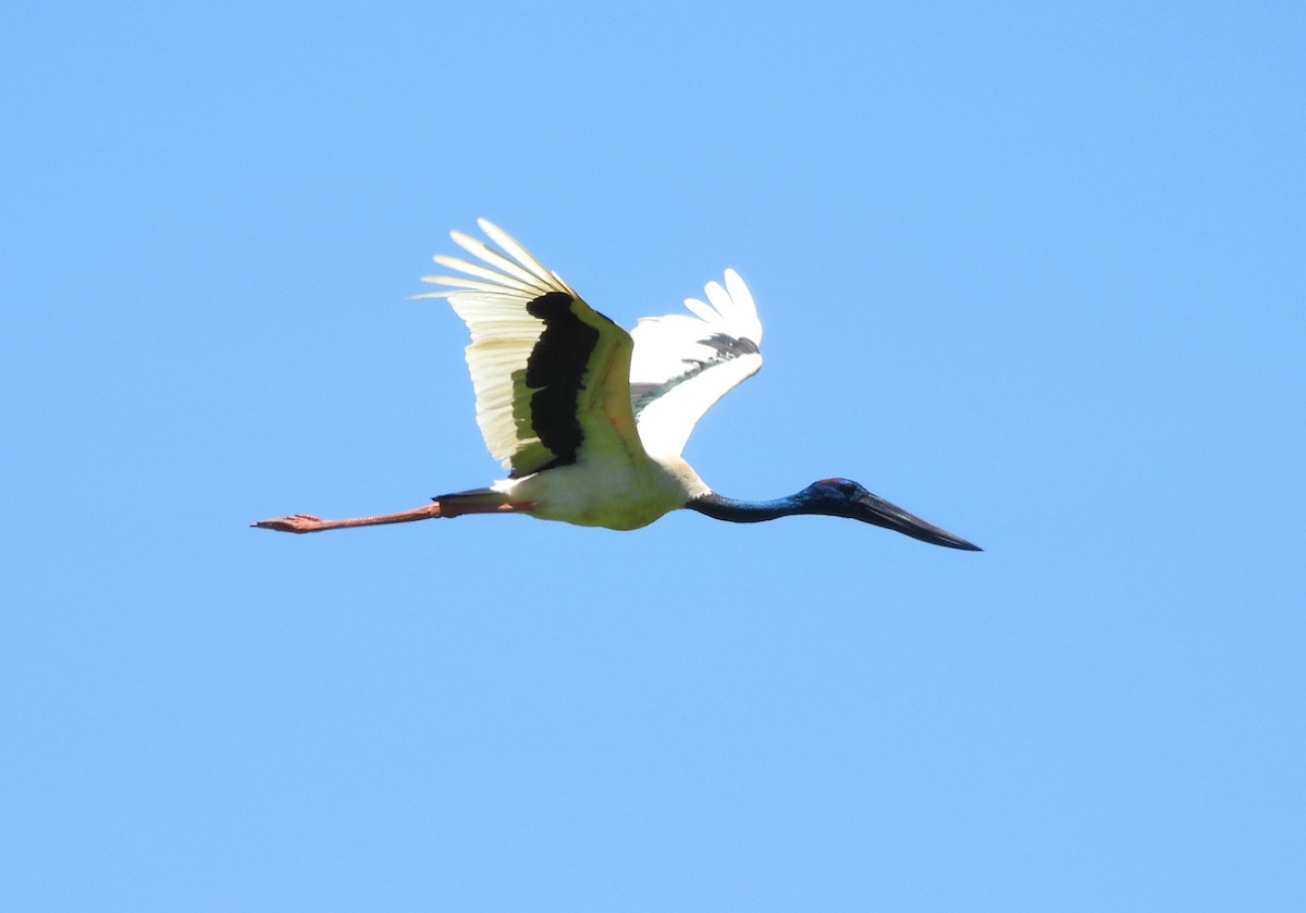 Black-necked Stork - ML609957551
