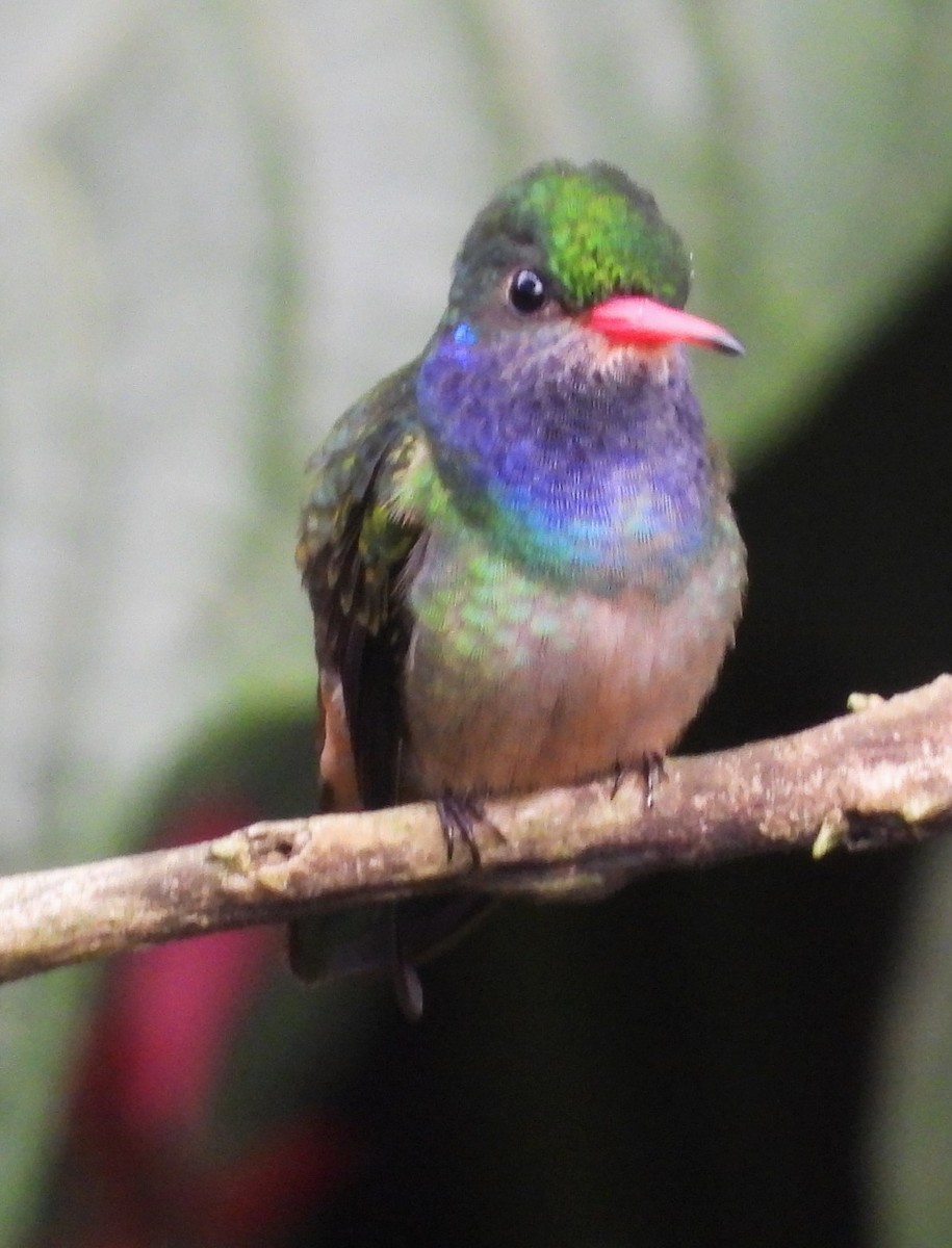 Blue-throated Goldentail - Salvadora Morales