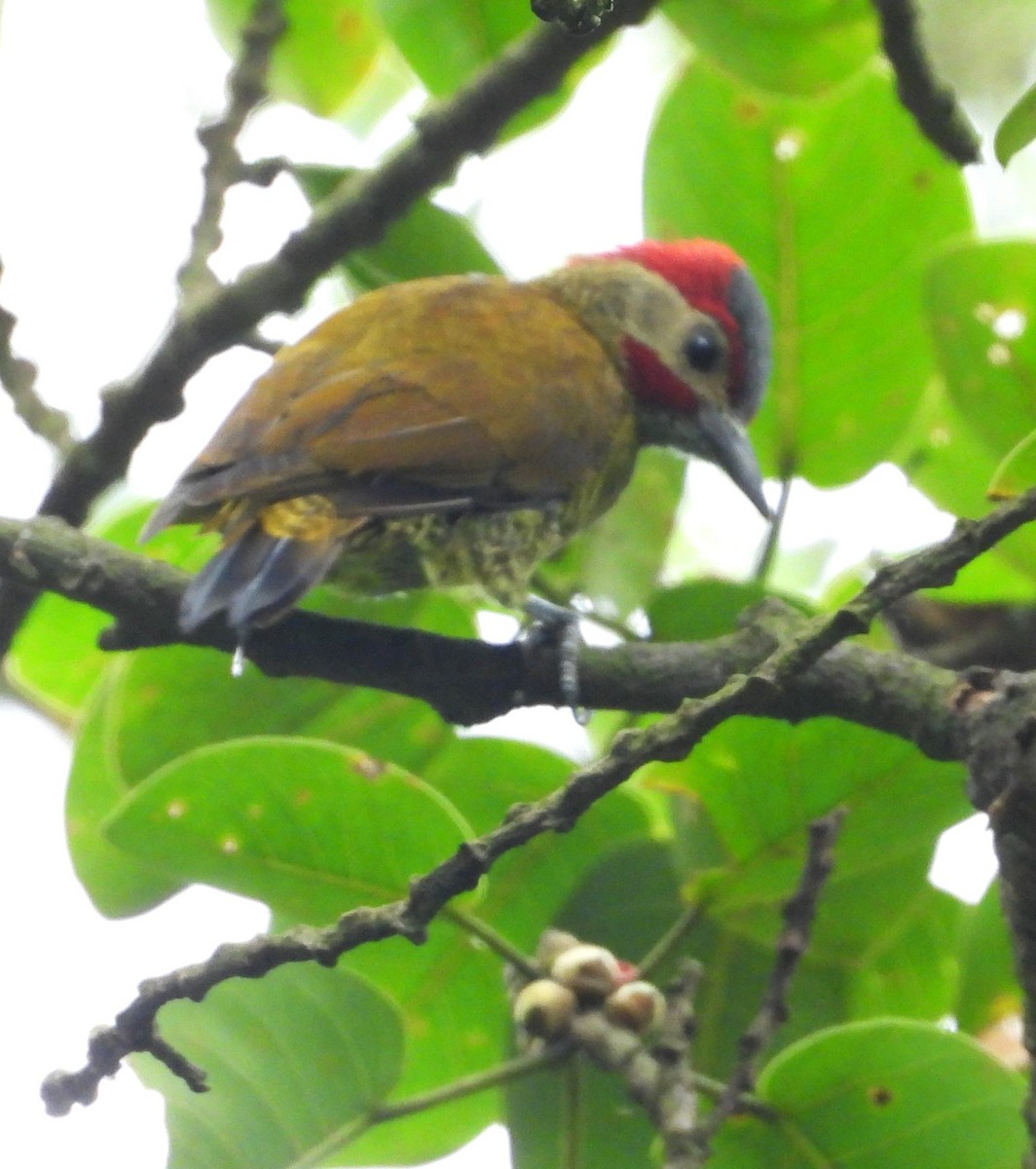 Golden-olive Woodpecker - ML609957668