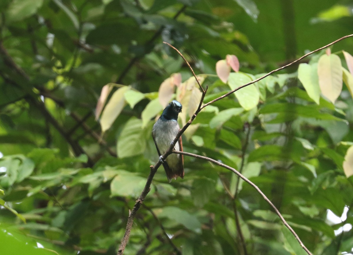 Amur Paradise-Flycatcher - Su Ping Ong