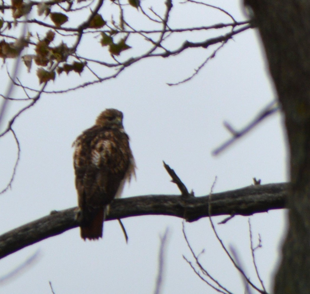Red-tailed Hawk - ML609957971