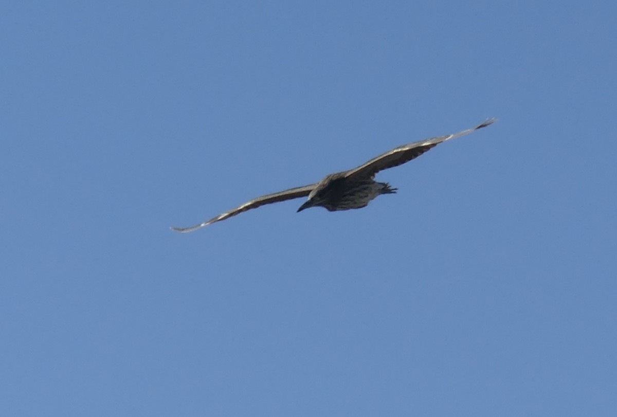 Black-crowned Night Heron - ML609957990