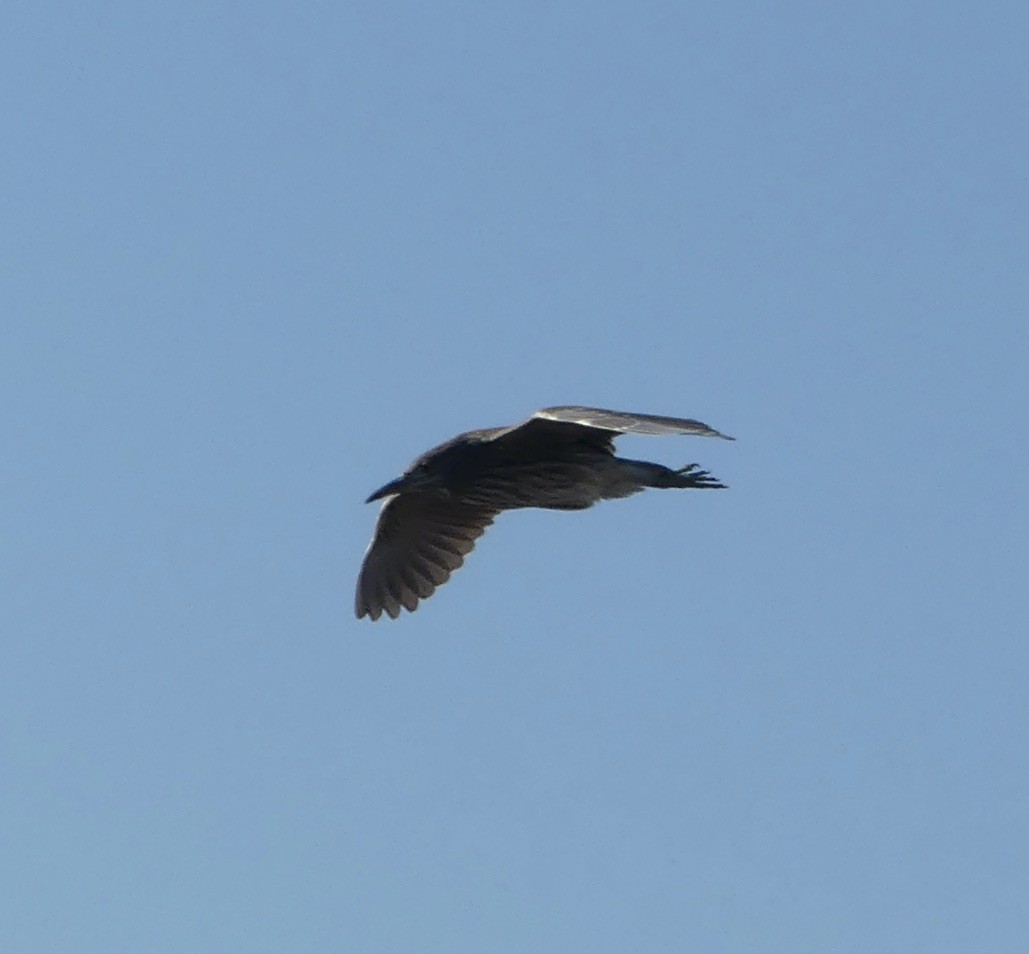 Black-crowned Night Heron - ML609957991