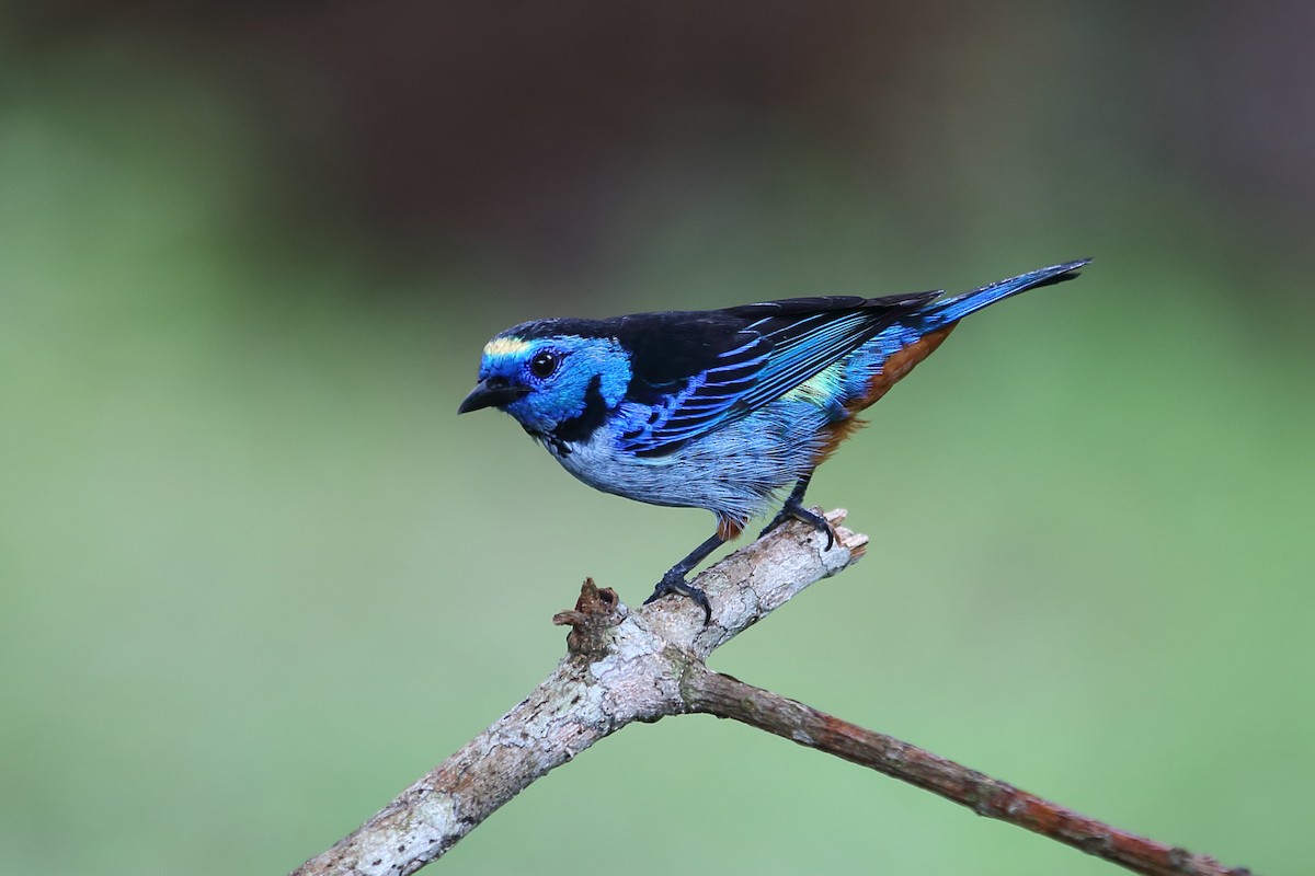 Opal-rumped Tanager (Silver-breasted) - Josef Widmer
