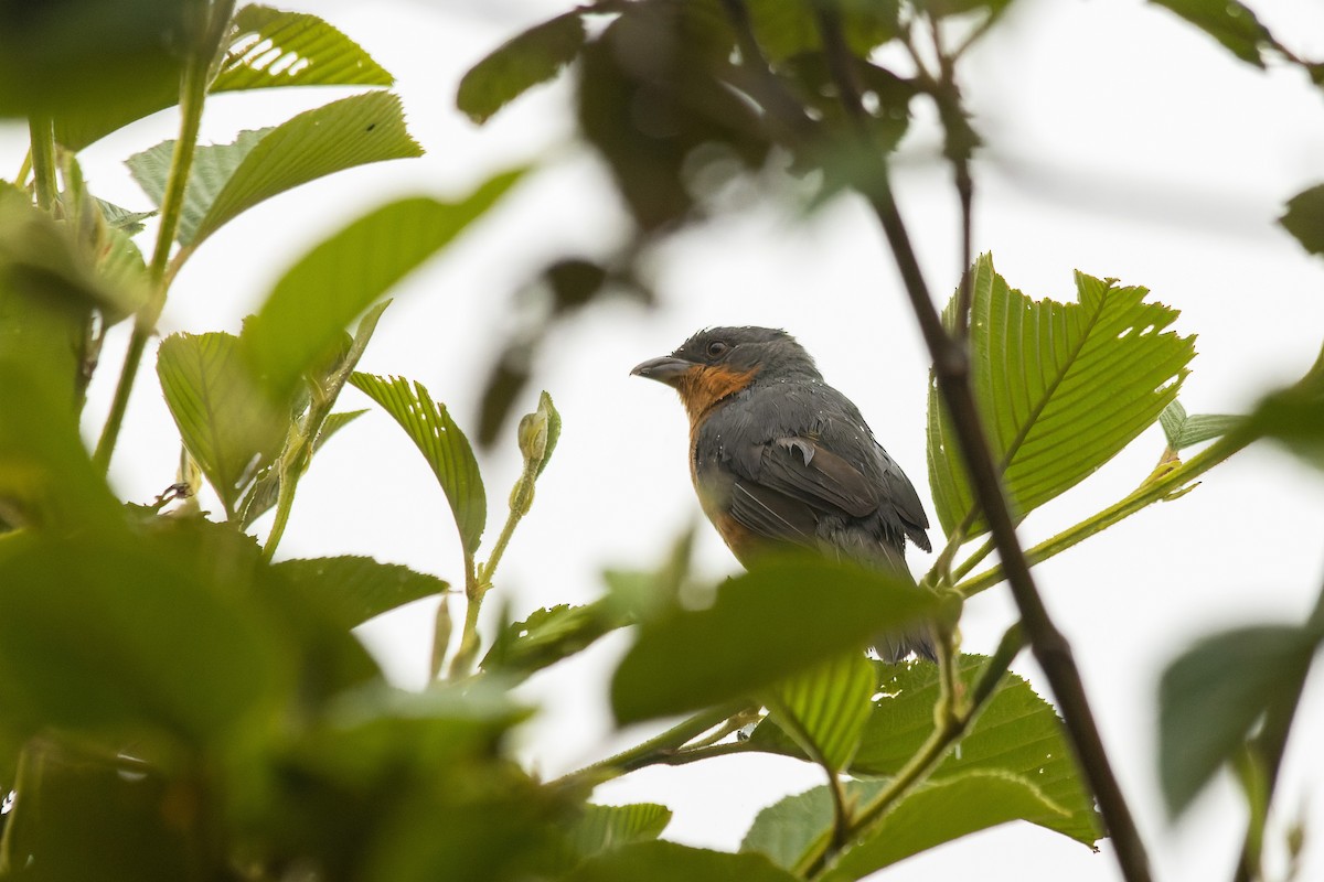 Rufous-crested Tanager - ML609958778