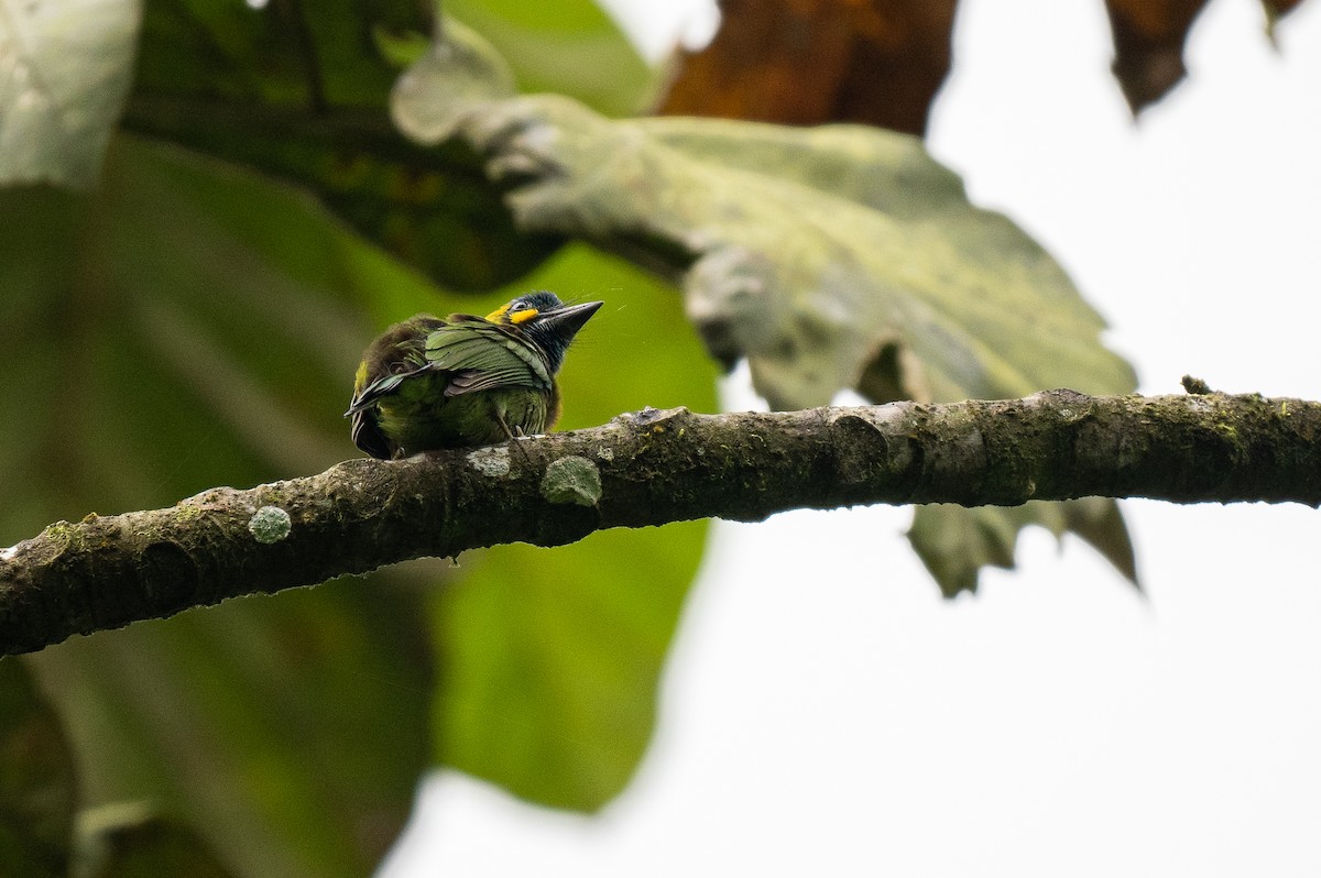 Yellow-eared Barbet - Forest Botial-Jarvis