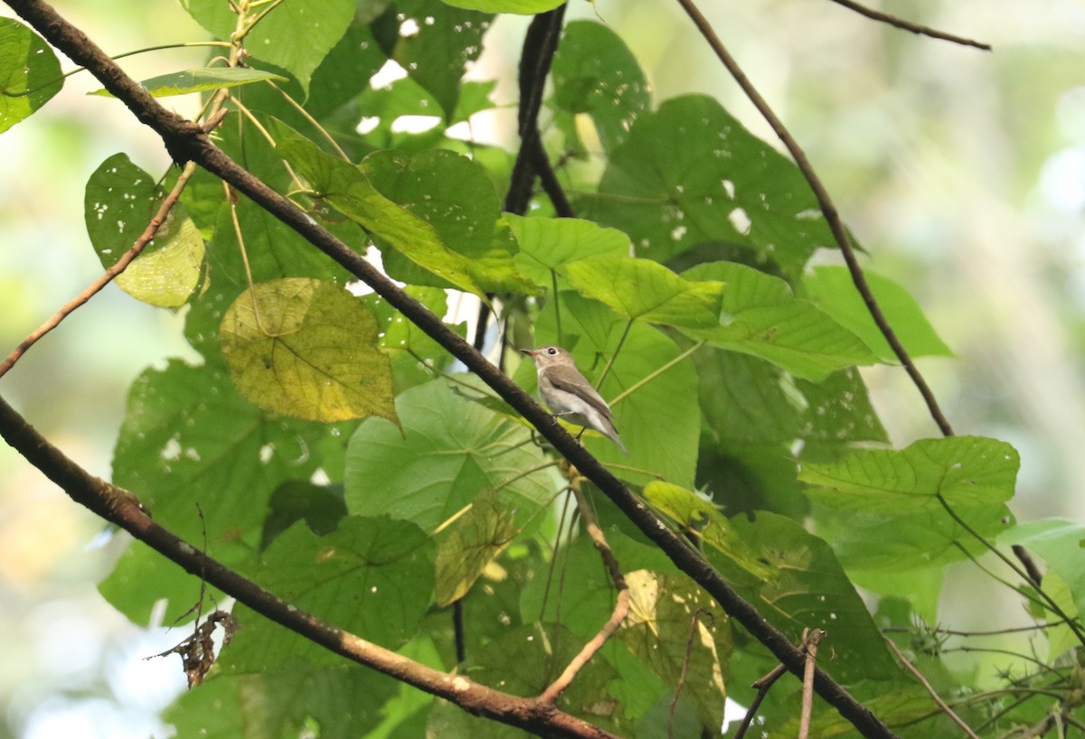 Asian Brown Flycatcher - Su Ping Ong