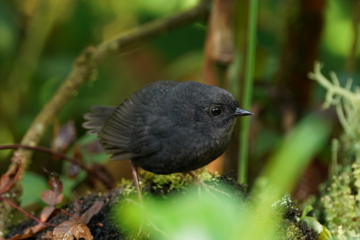 Trilling Tapaculo - ML609959194