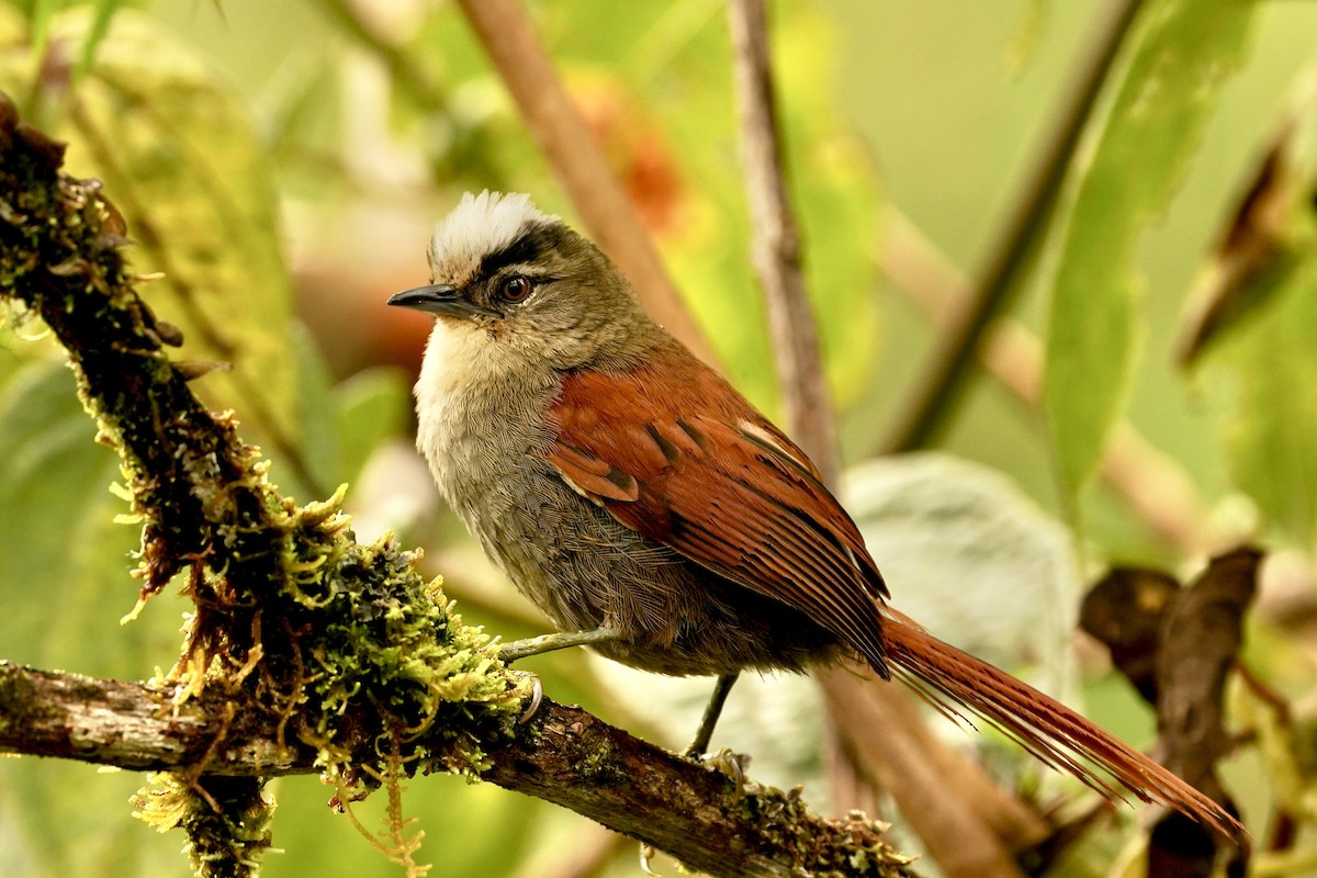 Marcapata Spinetail - ML609959258