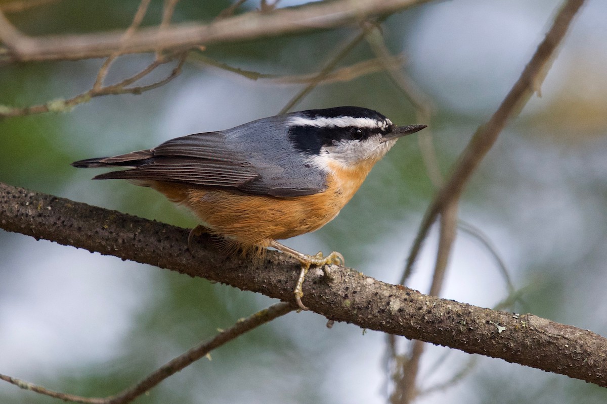 Red-breasted Nuthatch - ML609959697