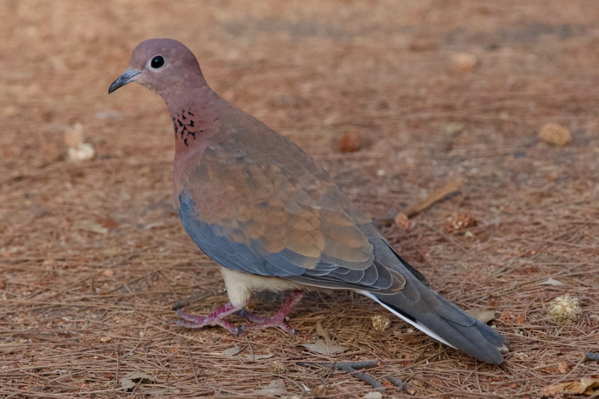 Laughing Dove - ML609959887