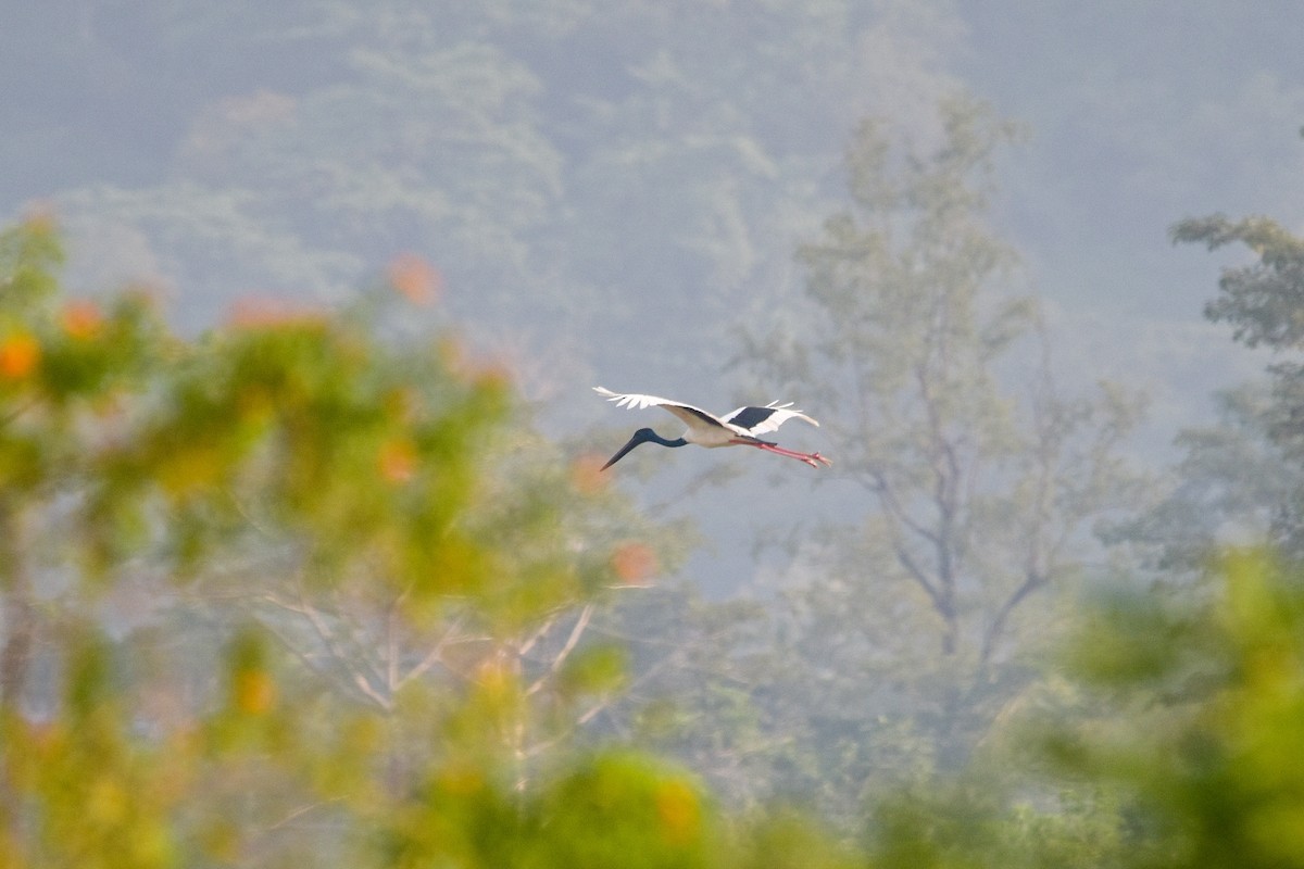 Black-necked Stork - ML609960173