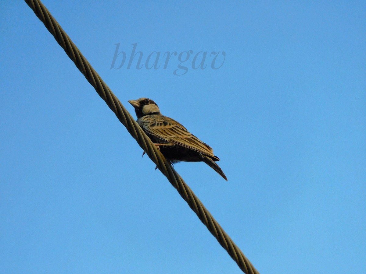 Ashy-crowned Sparrow-Lark - ML609960359