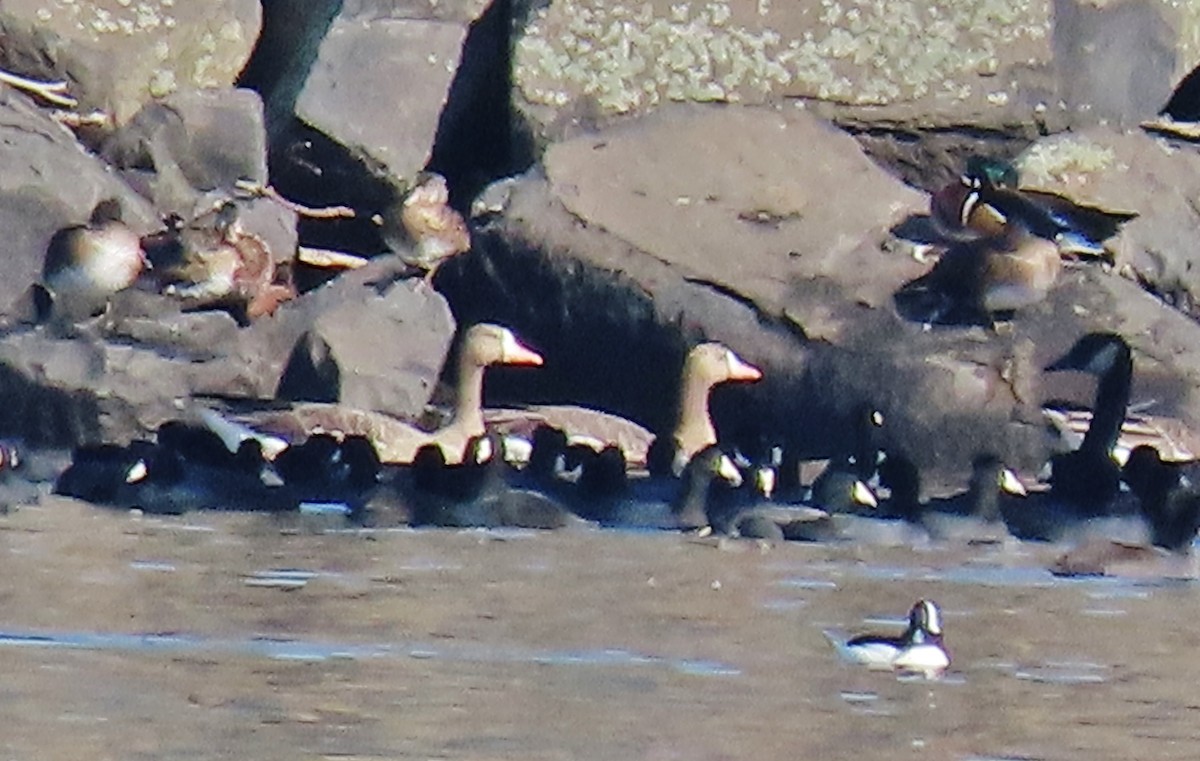 Greater White-fronted Goose - ML609961705