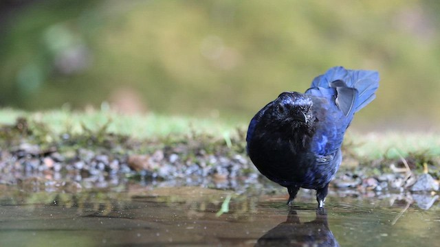 Малабарская синяя птица - ML609961883
