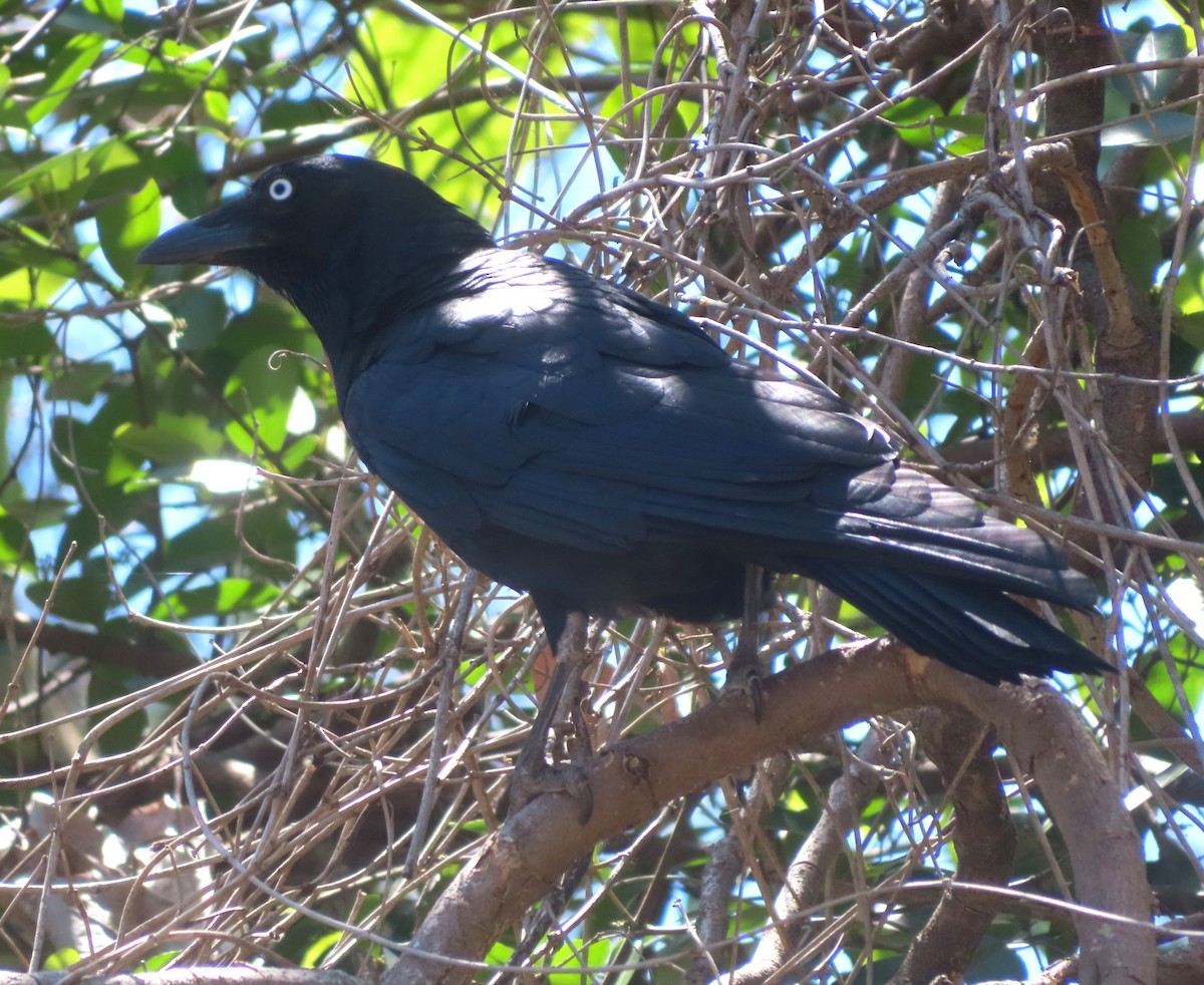 Torresian Crow - ML609961940
