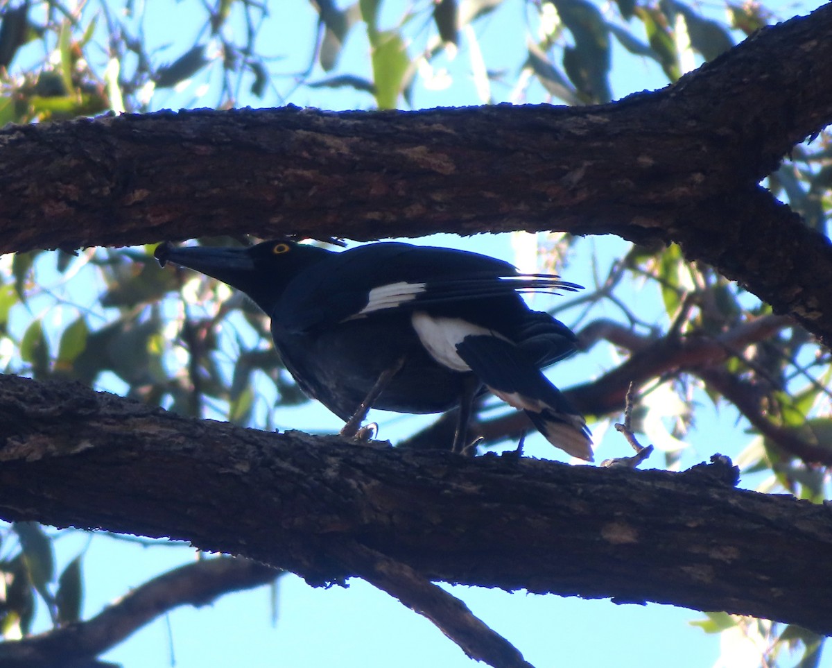 Pied Currawong - ML609961971