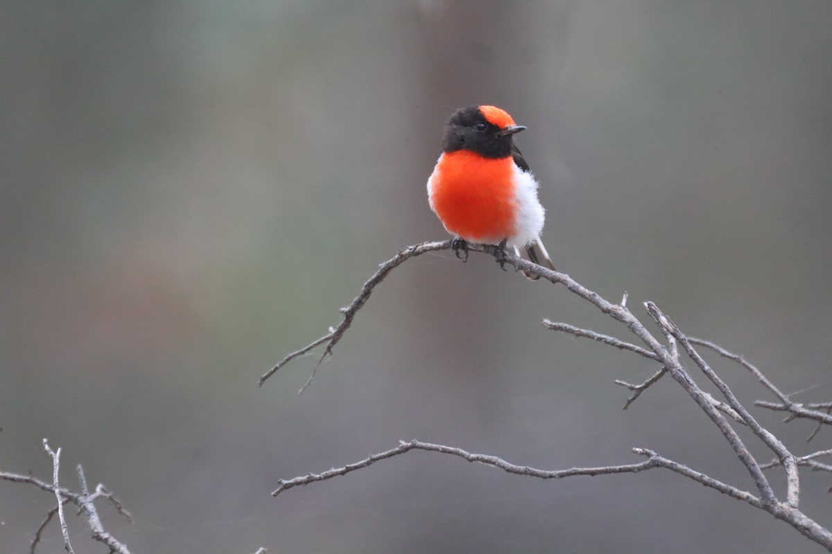 Red-capped Robin - ML609962062