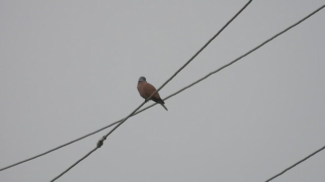 Red Collared-Dove - ML609962141