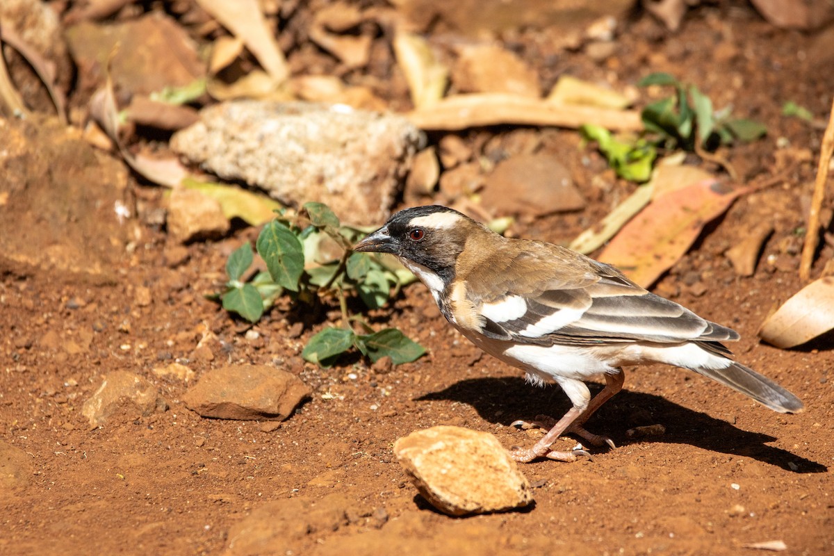 White-browed Sparrow-Weaver - ML609962209