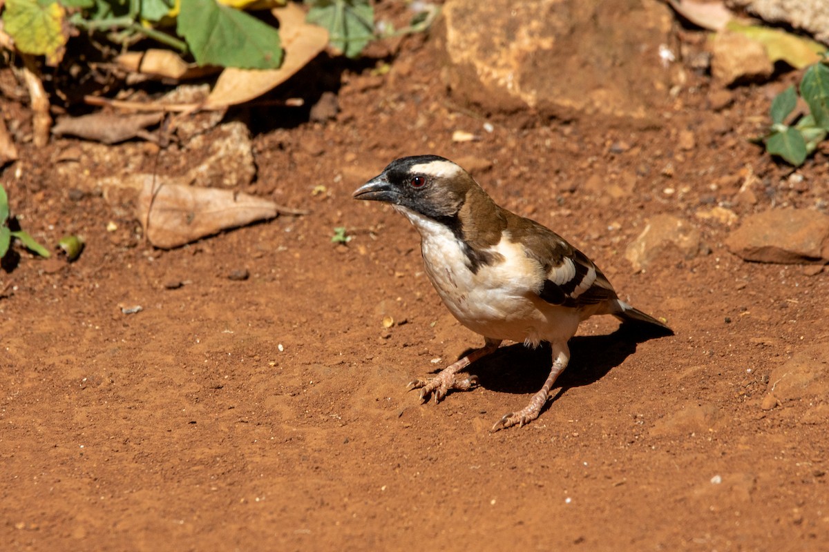 White-browed Sparrow-Weaver - ML609962210
