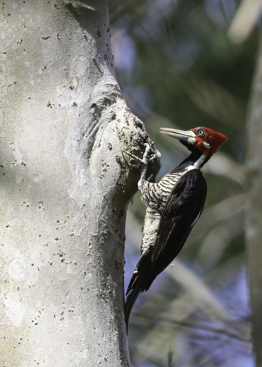 Crimson-crested Woodpecker - ML609962324