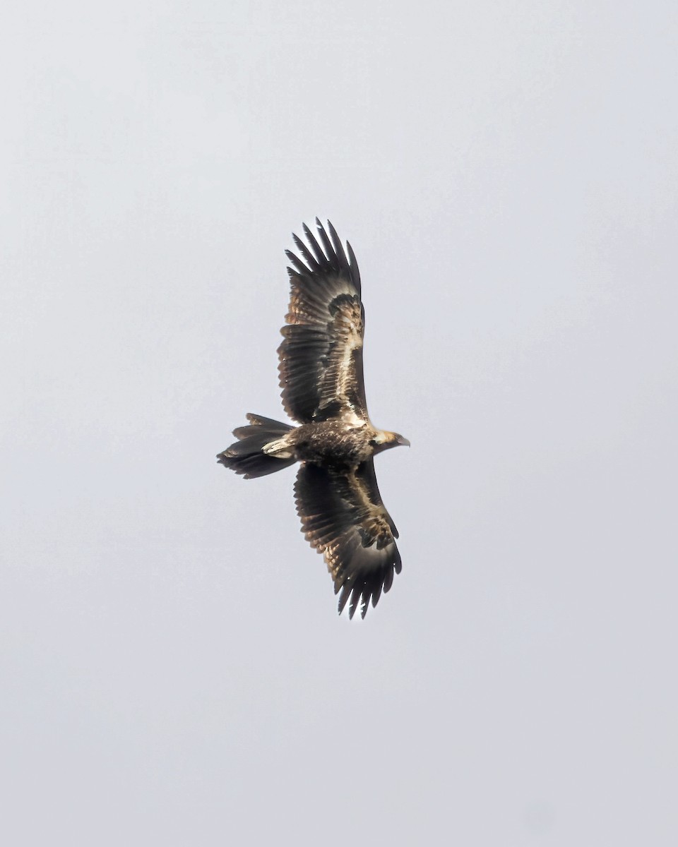 Wedge-tailed Eagle - Ben Johns