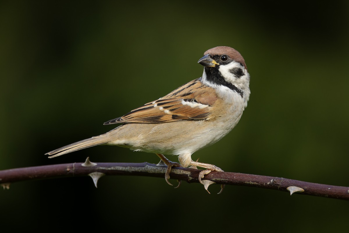 Eurasian Tree Sparrow - ML609962823