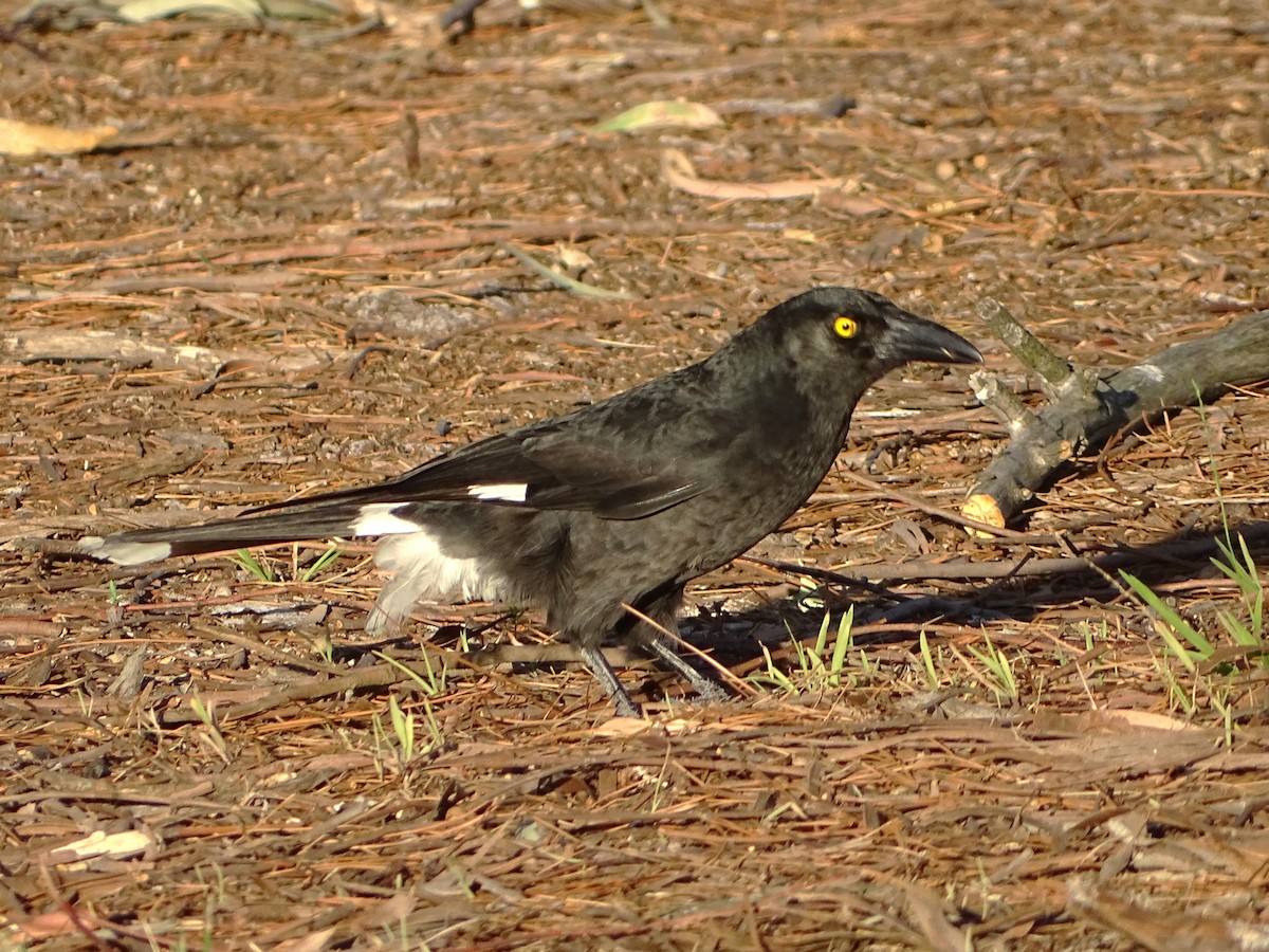 Pied Currawong - ML609962901