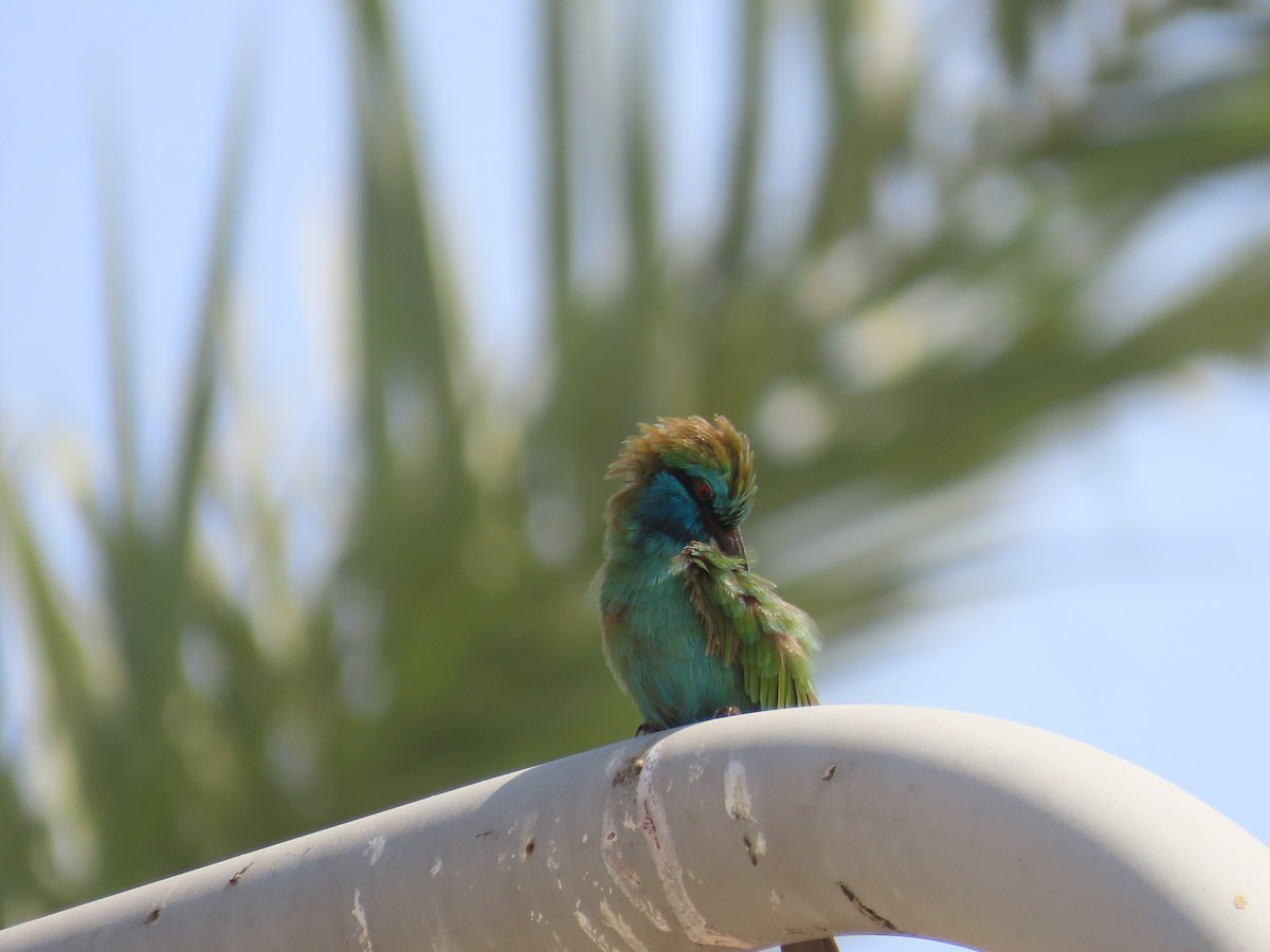 Arabian Green Bee-eater - ML609962919