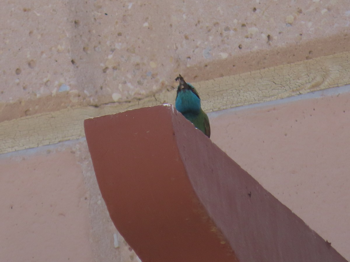 Arabian Green Bee-eater - ML609962923