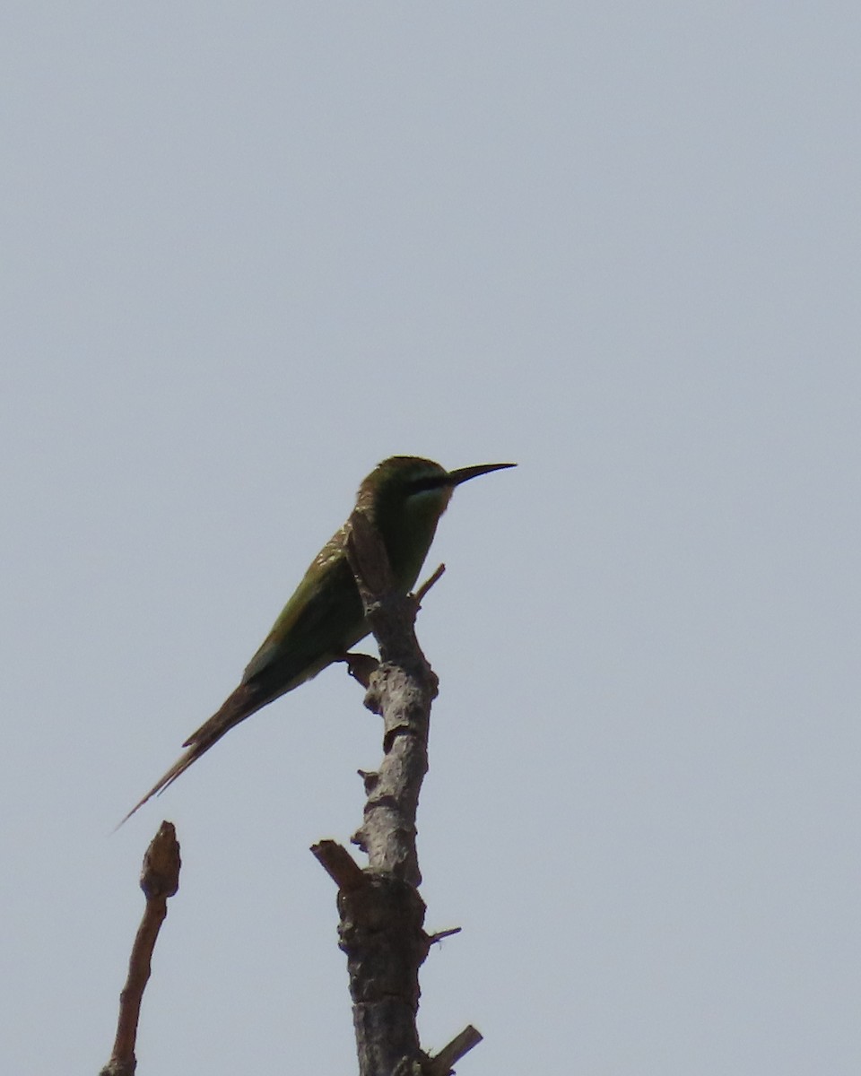 Blue-cheeked Bee-eater - ML609962950