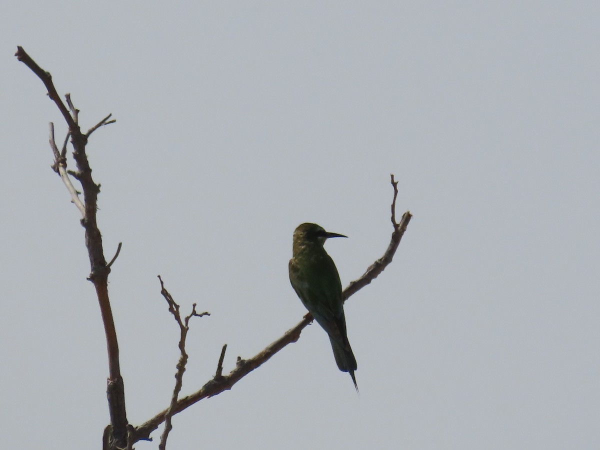Blue-cheeked Bee-eater - ML609962951
