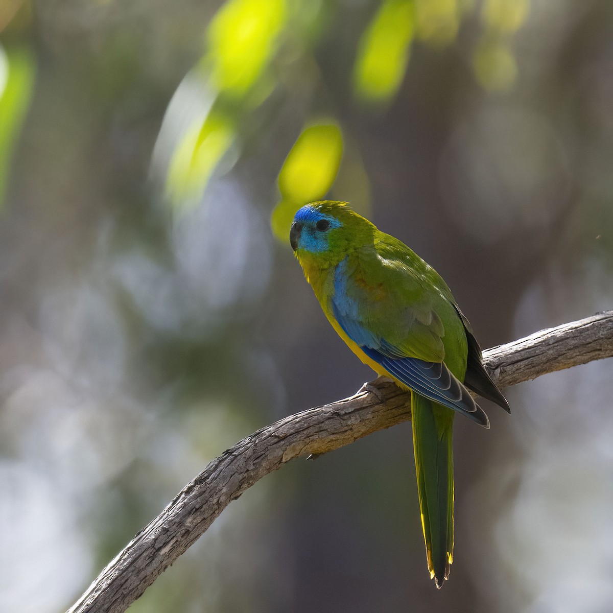 Turquoise Parrot - ML609963154