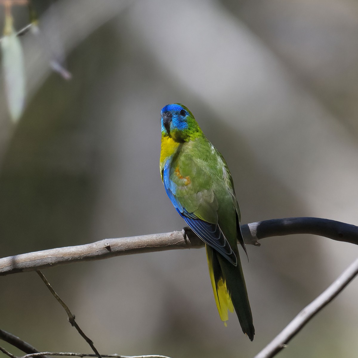 Turquoise Parrot - Nancy Auerbach and  Dirk Hovorka