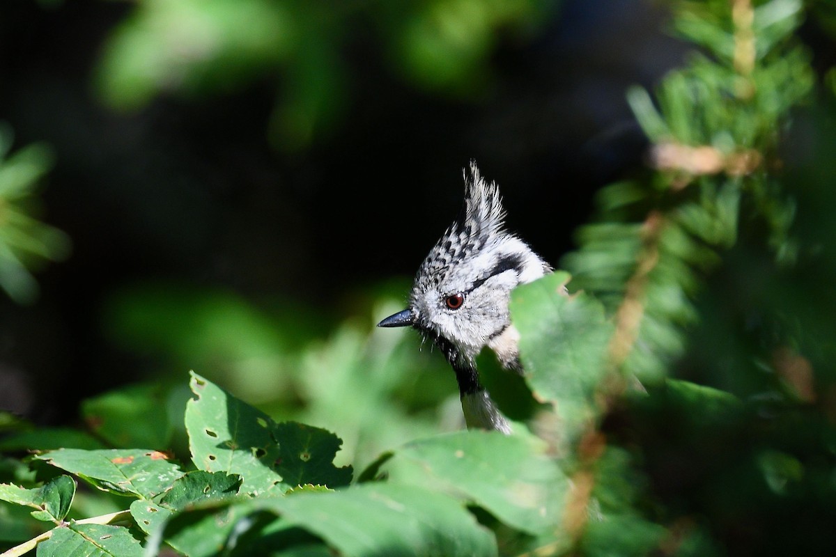 Crested Tit - ML609963387