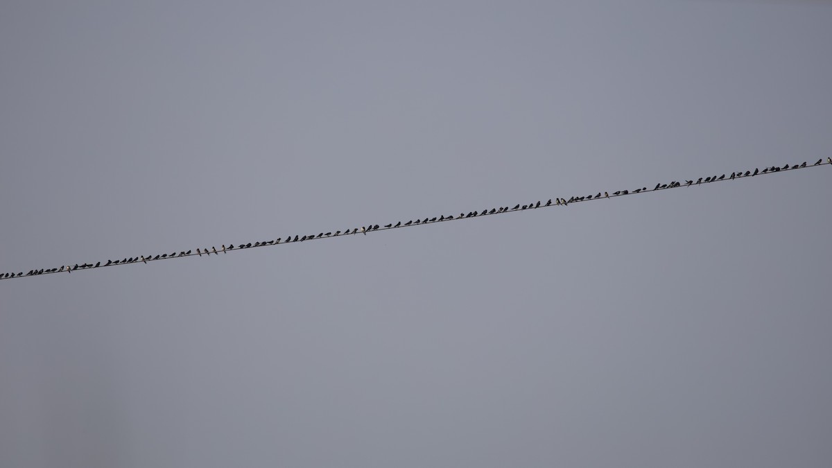 Barn Swallow - Sourav Mandal