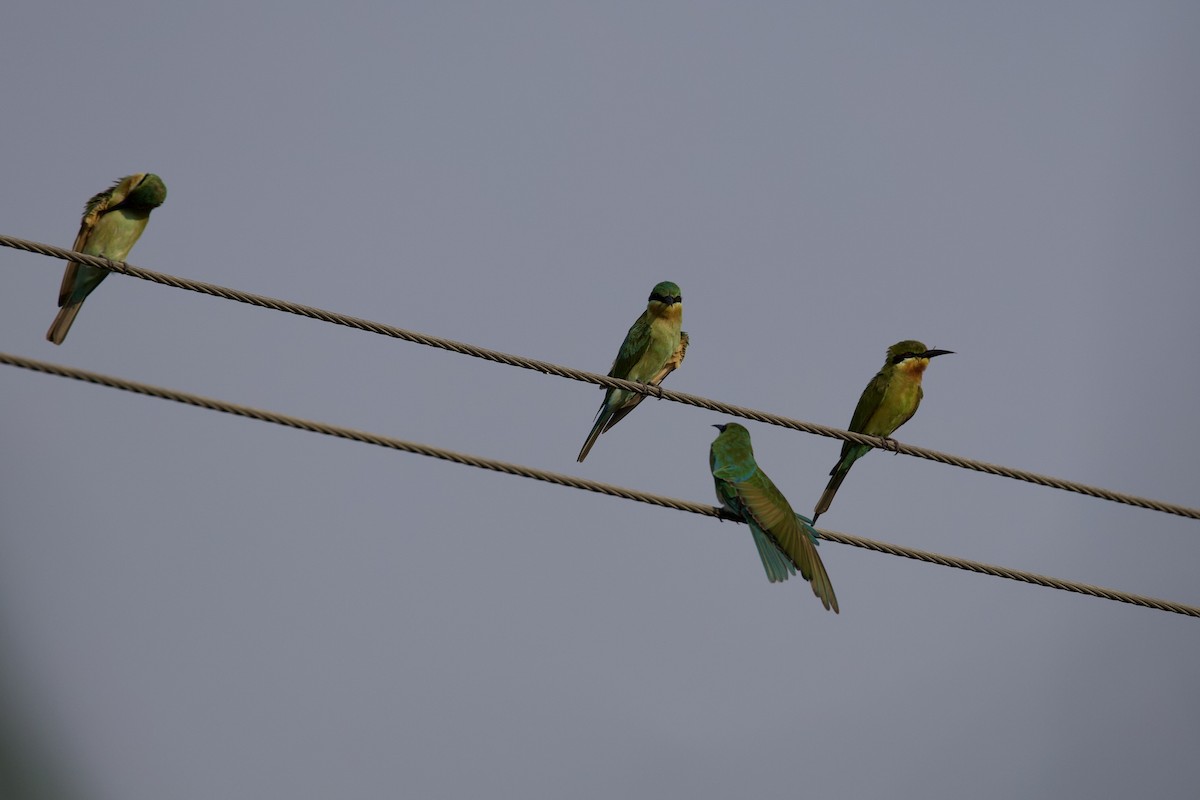 Blue-tailed Bee-eater - ML609963553