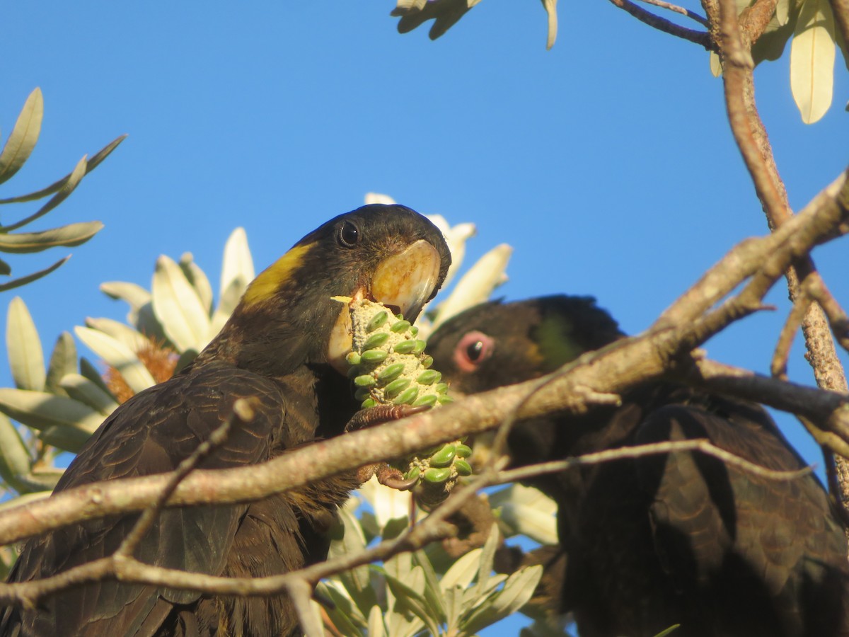 Yellow-tailed Black-Cockatoo - ML609963743