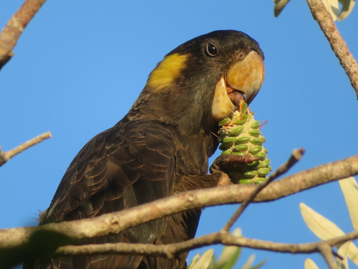 Yellow-tailed Black-Cockatoo - ML609963747