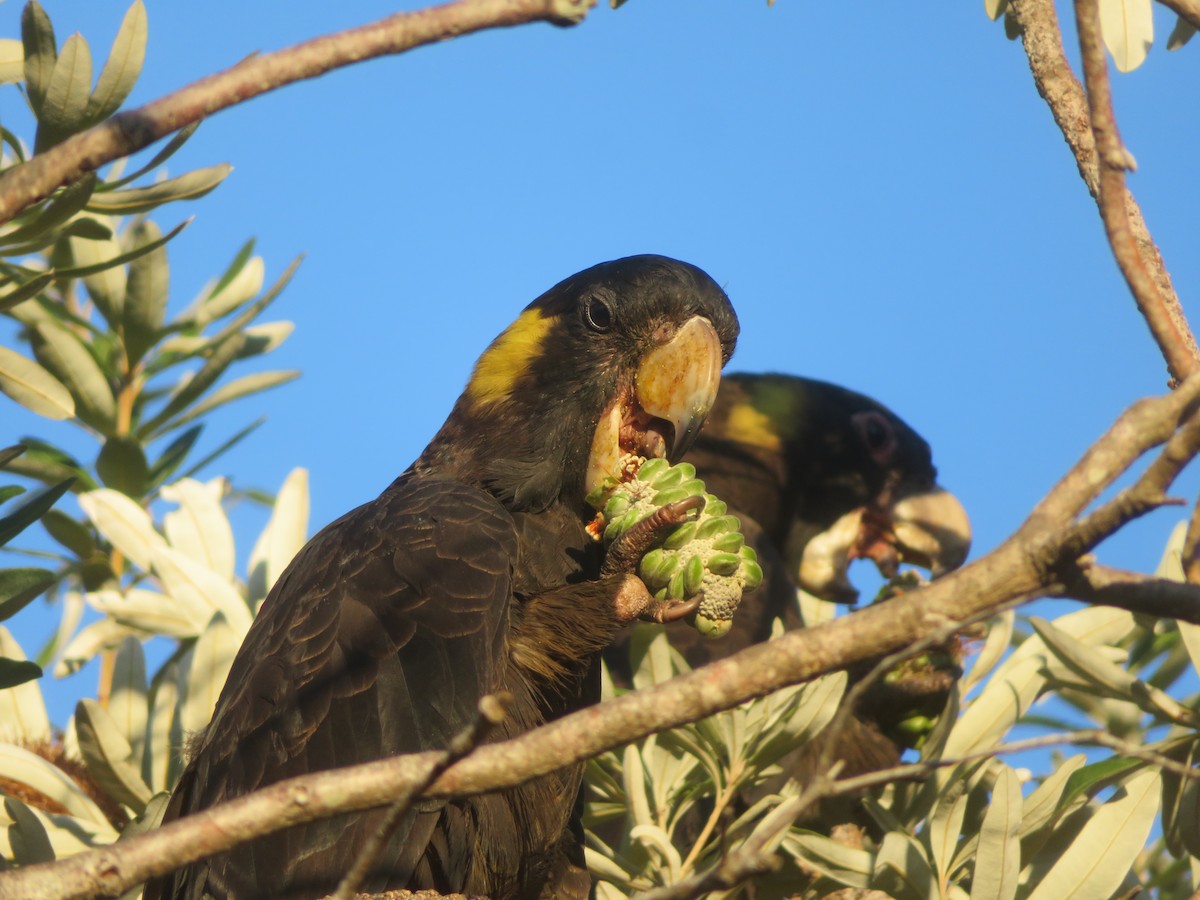 Yellow-tailed Black-Cockatoo - ML609963754