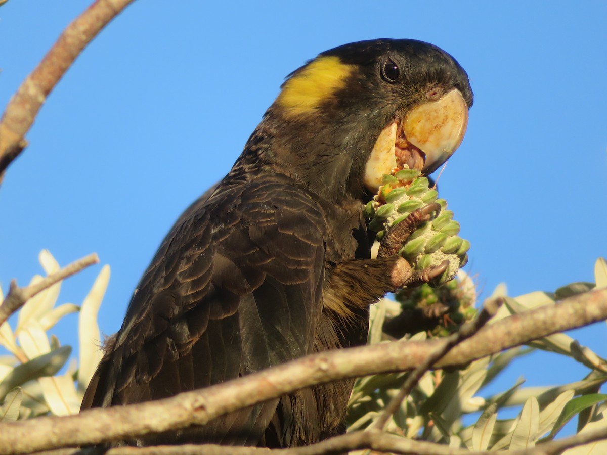 Yellow-tailed Black-Cockatoo - ML609963758