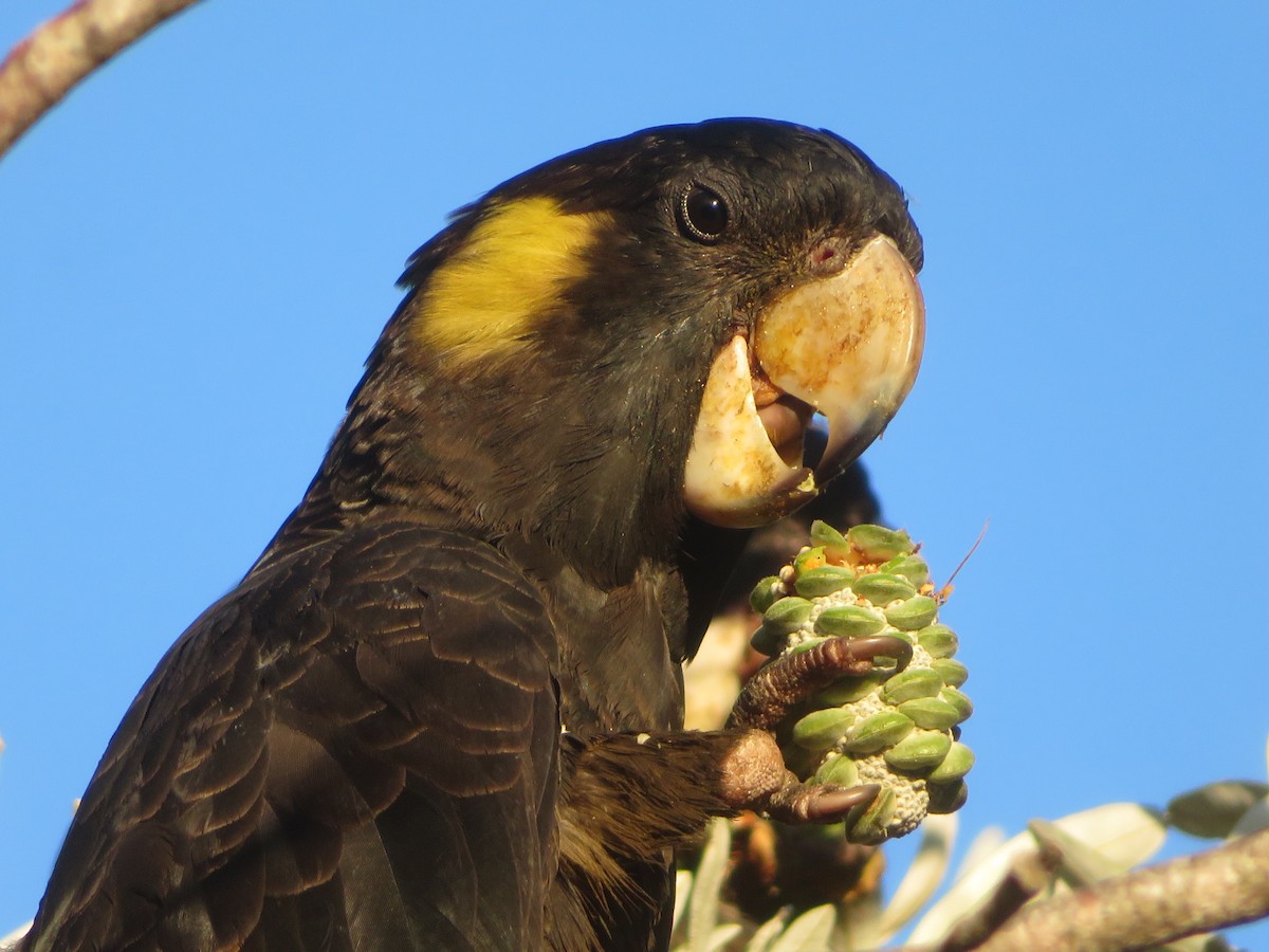 Yellow-tailed Black-Cockatoo - ML609963760