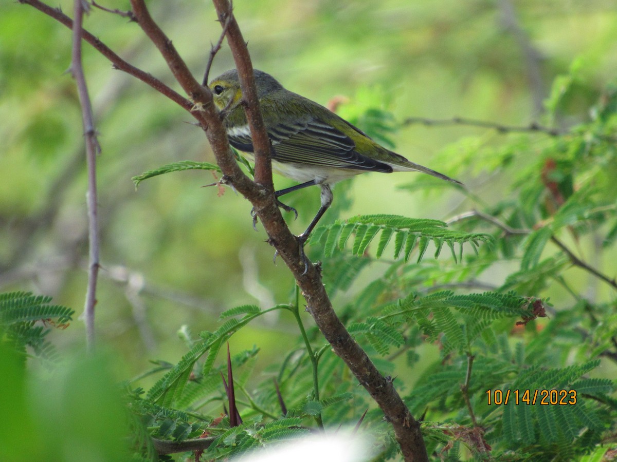 Bay-breasted Warbler - ML609964576