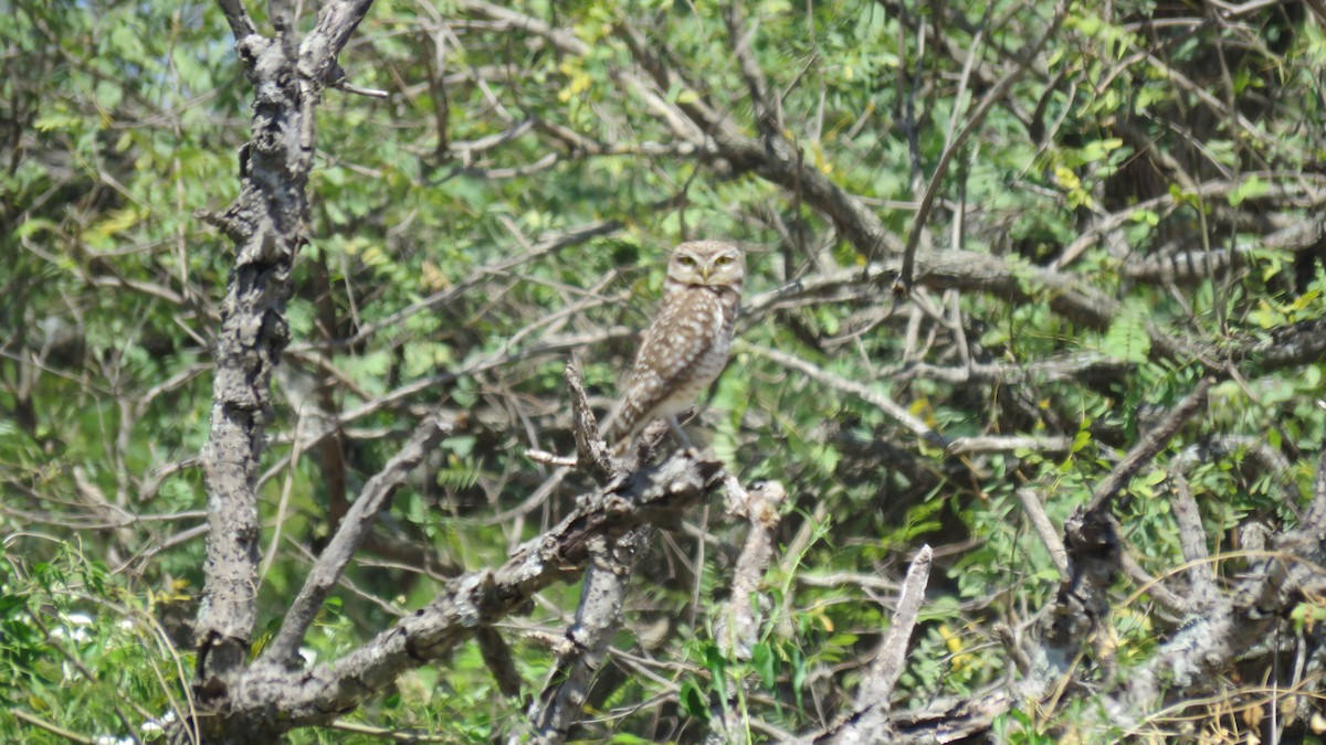 Burrowing Owl - ML609964747