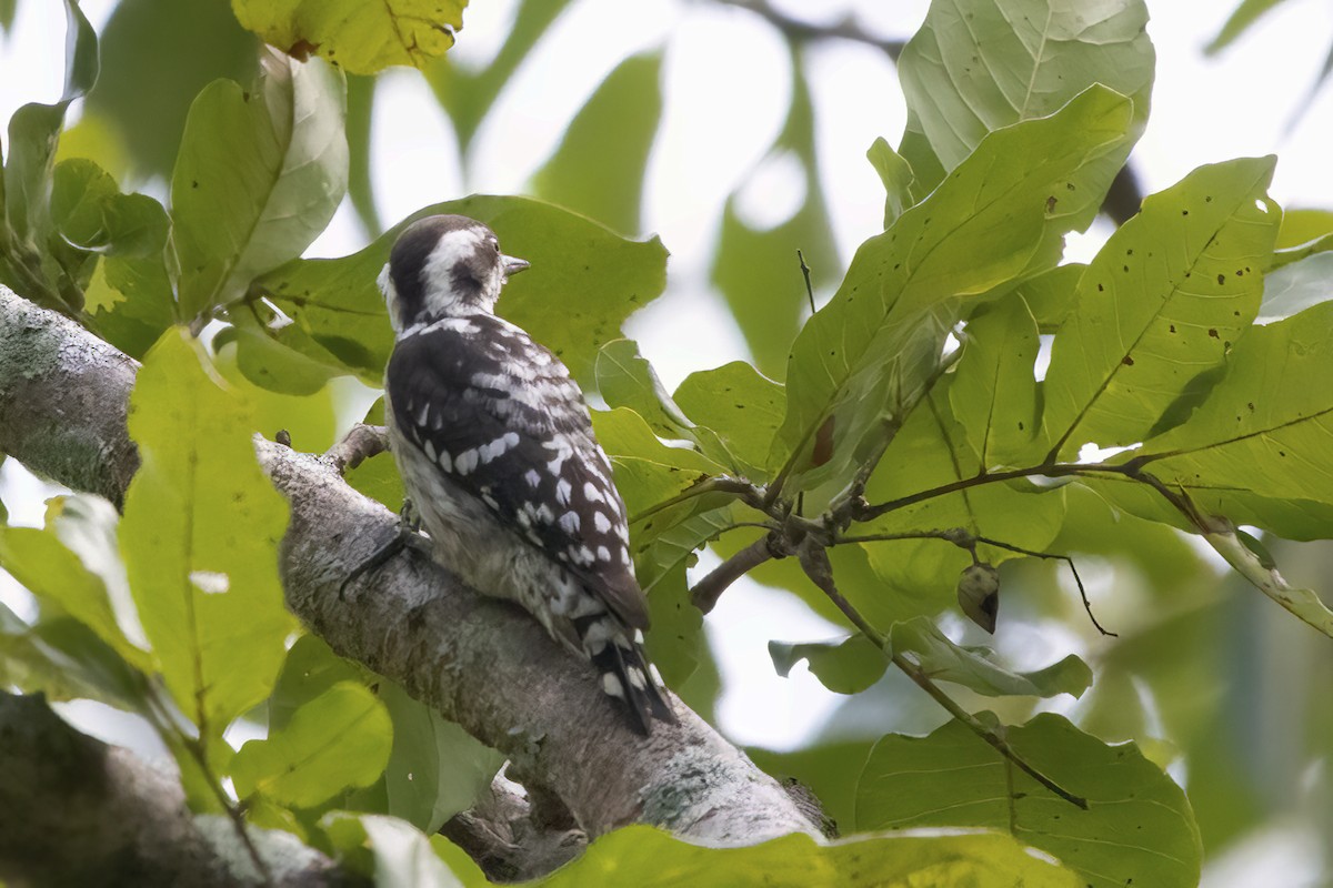 Brown-capped Pygmy Woodpecker - ML609964956
