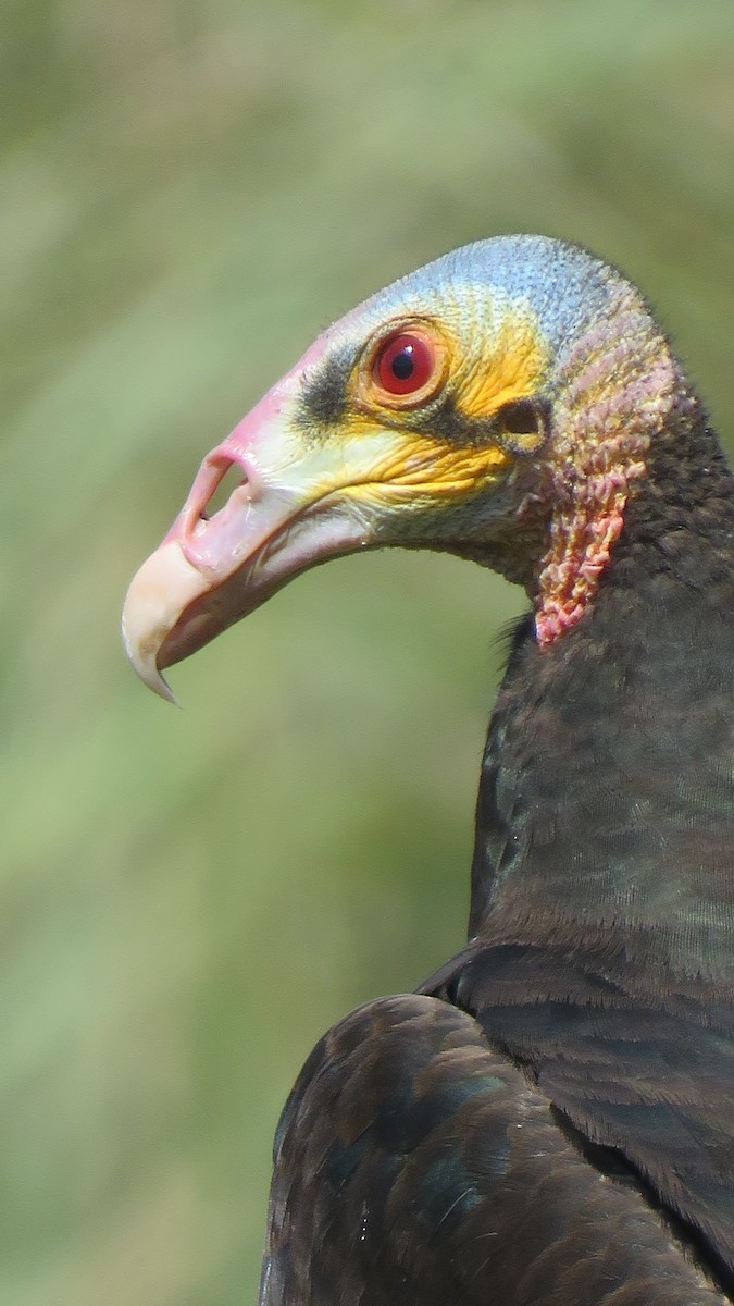Lesser Yellow-headed Vulture - ML609965037