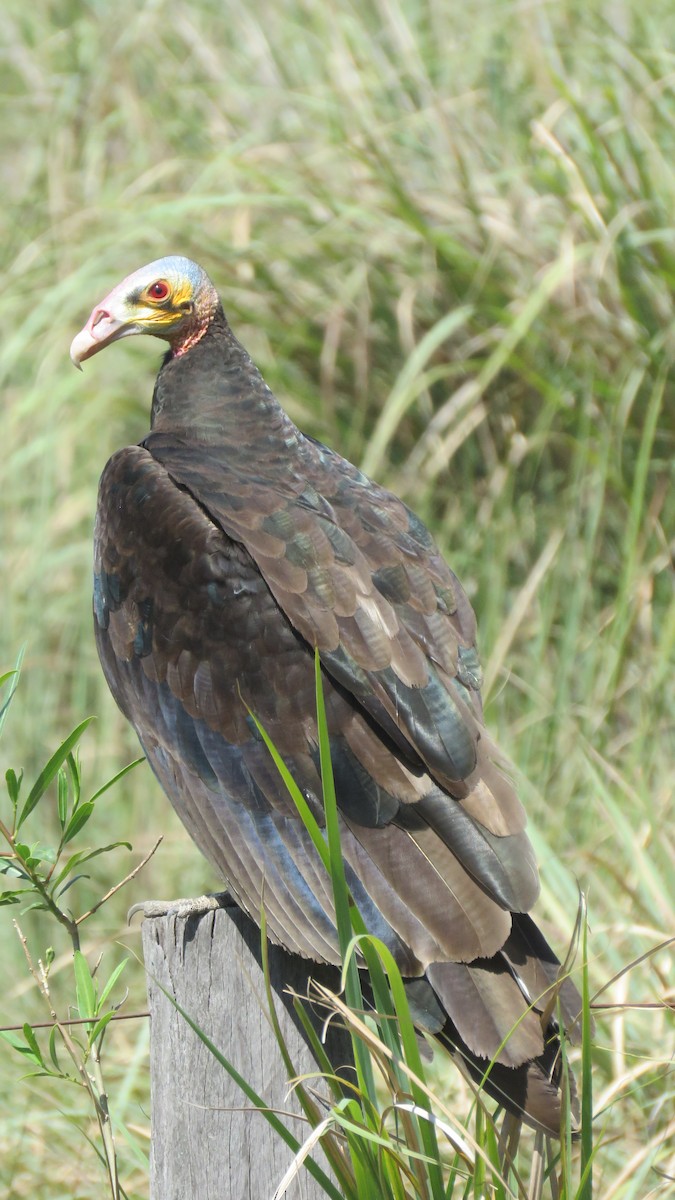 Lesser Yellow-headed Vulture - ML609965045